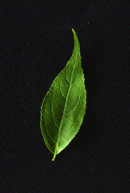 D. lonicera (Leaves)