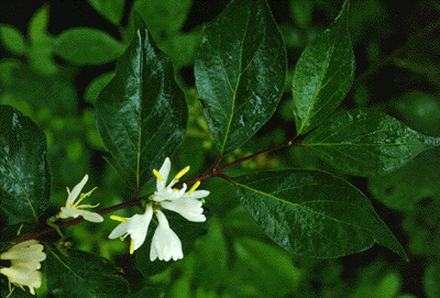 Lonicera sp. (Flowers)