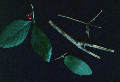 Lonicera sp. (Leaves)