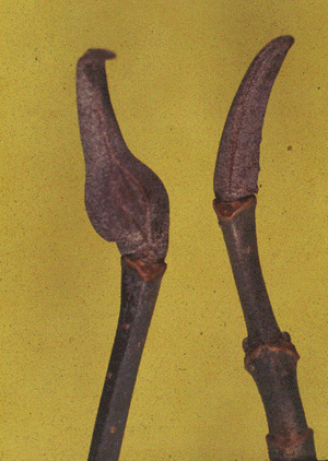 V. lentago (Buds)