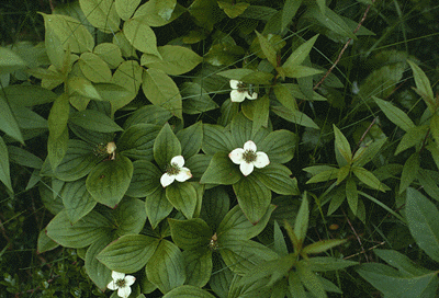 C. canadensis (Form)