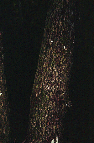 C. florida (Bark)