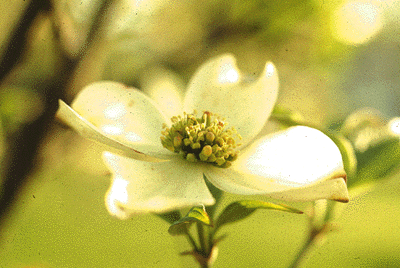 C. florida (Flower)