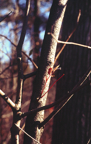 C. racemosa (Bark)