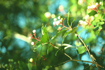 C. racemosa (Fruit)