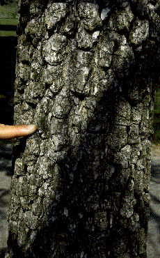 O. arboreum (Bark)