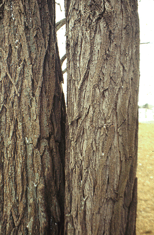 R. pseudoacacia (Bark)