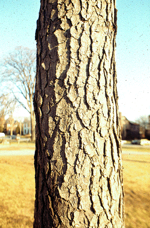 G. dioicus (Bark)