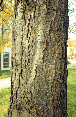 G. tricanthos (Bark)