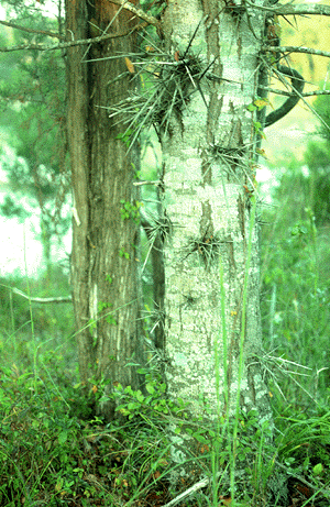 G. tricanthos (Thorns)