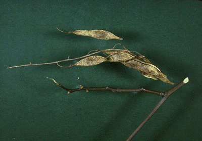 C. kentukea (Fruit)