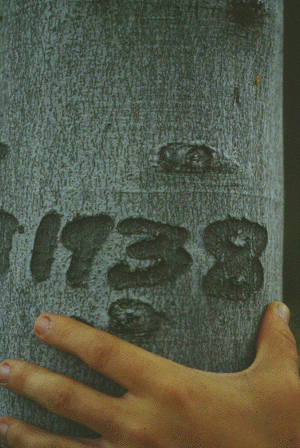 F. grandifolia (Bark carving)