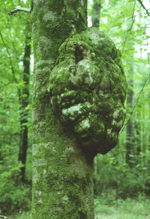 F. grandifolia (Burl)