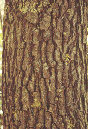 Q. velutina (Bark)