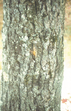 Q. velutina (Bark)