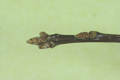 Q. velutina (Buds)