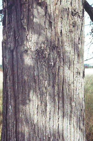 Q. macrocarpa (Bark)