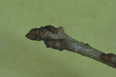 Q. macrocarpa (Twig)