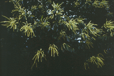 C. dentata (Flower Cluster)