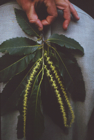 C. dentata (Flowers)