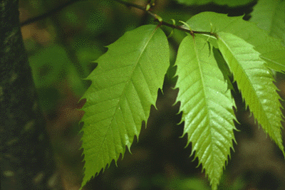 C. dentata (Leaves)