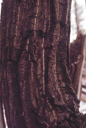 Q. prinus (Bark)