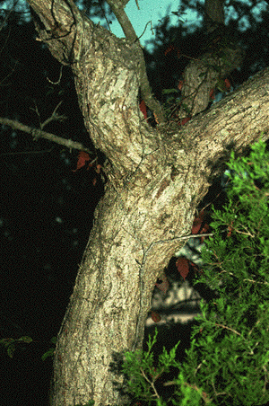 Q. muehlenbergii (Bark)