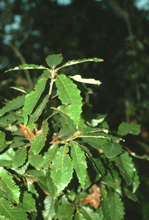 Q. muehlenbergii (Leaves)