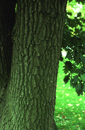 Q. robur (Bark)