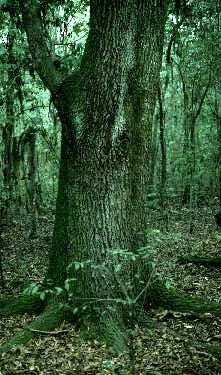 Q. virginiana (Bark)