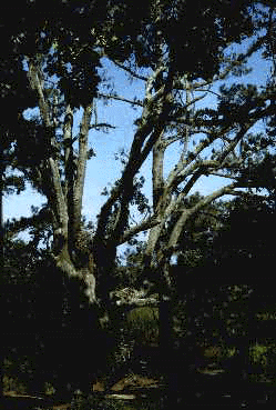 Q. virginiana (Form)