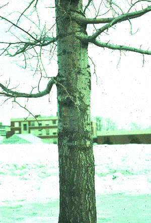 Q. palustris (Bark)