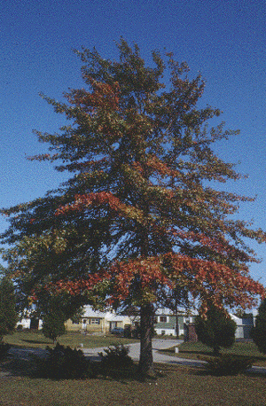 Q. palustris (Form)