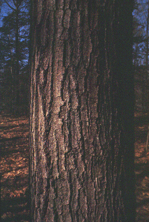 Q. rubra (Bark)