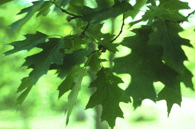 Q. rubra (Young acorns)