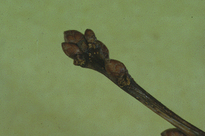 Q. bicolor (Twig)