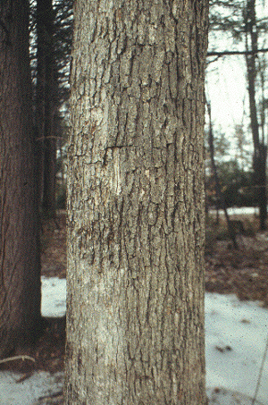 Q. alba (Bark)