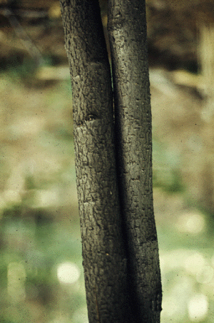 H. virginiana (Bark)