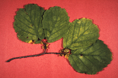 H. virginiana (Leaves and flowers)