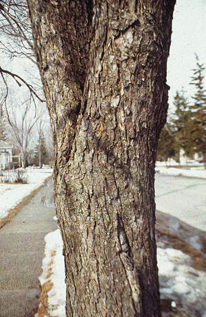 A. hippocastanum (Bark)