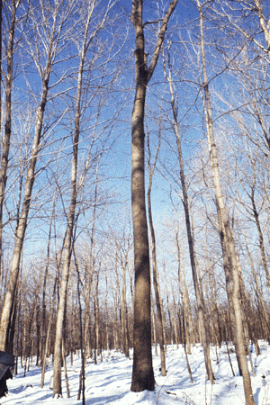 C. cordiformis (Form)