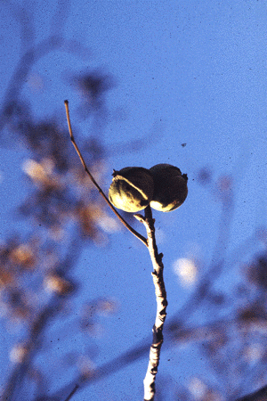 C. cordiformis (Fruit)