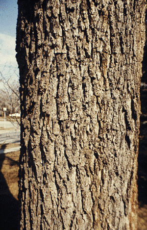 J. nigra (Bark)