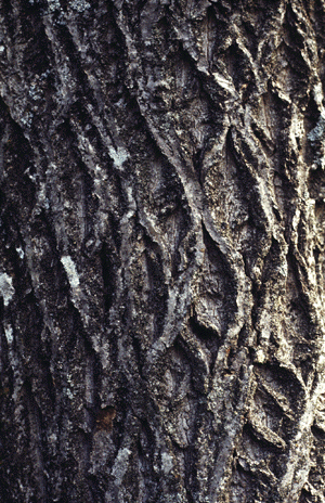 J. cinerea (Bark)