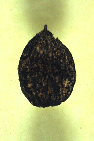 J. cinerea (Nut)