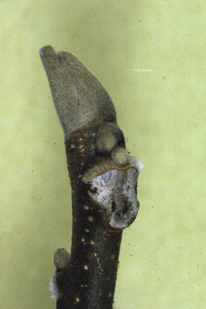 J. cinerea (Twig)