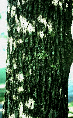 C. tomentosa (Bark)