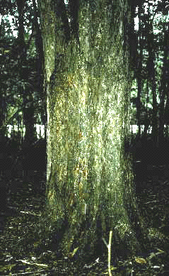 C. ilinoensis (Bark)