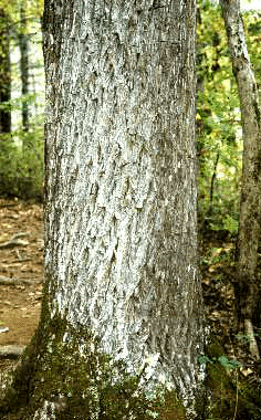 C. tomentosa (Bark)