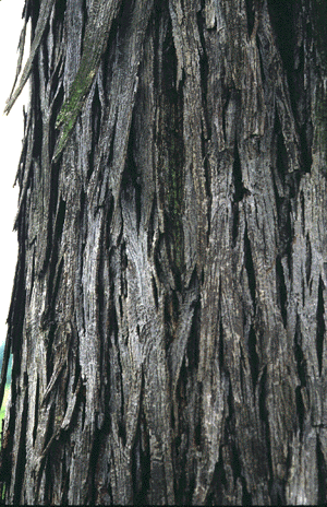 C. ovata (Bark)